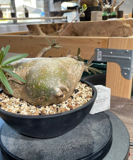 パキポディウム グラキリス　Pachypodium gracilius 　発根済　(gk-433)