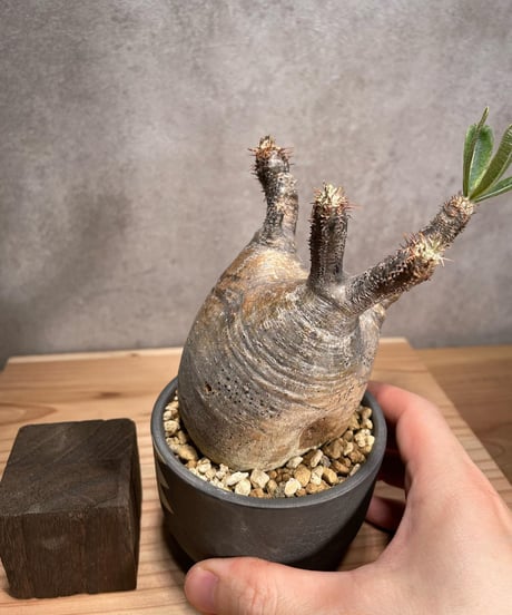 パキポディウム グラキリス　Pachypodium gracilius 　発根済　(商品番号gk-51valiem)  VALIEM 　BOWL　sizeS　(VALIEMタグ付き)