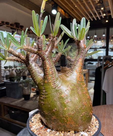 パキポディウム グラキリス　Pachypodium gracilius 　発根済　(gk-537)