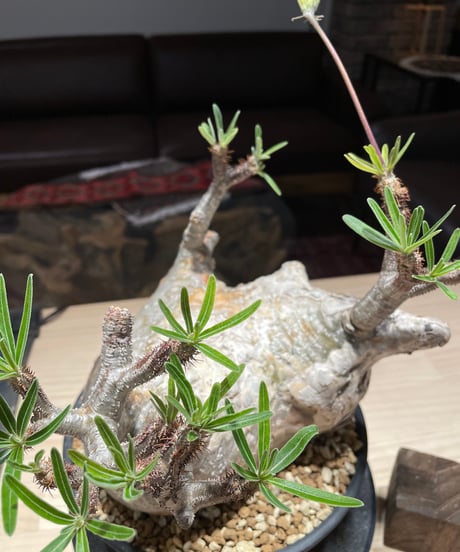 パキポディウム グラキリス　Pachypodium gracilius 　発根済　(gk-201)