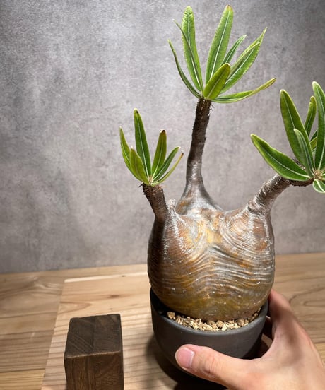 パキポディウム グラキリス　Pachypodium gracilius 　発根済　(商品番号gk-69valiem)  VALIEM 　(VALIEMタグ付き)
