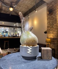 パキポディウム グラキリス　Pachypodium gracilius 　発根済　(商品番号gk-167valiem)