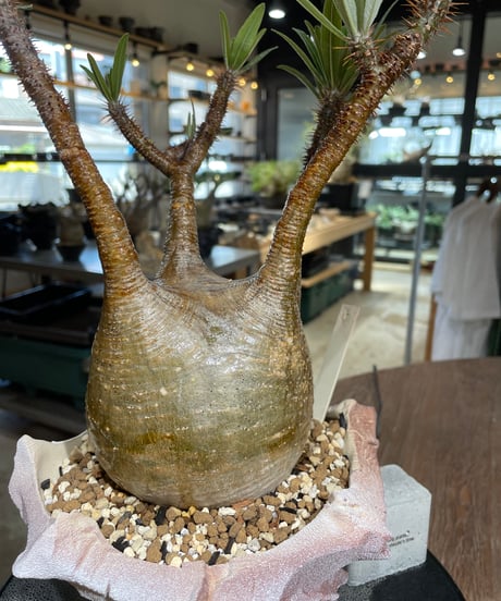 パキポディウム グラキリス　Pachypodium gracilius 　発根済　(gk-547)（鉢：RAVOR　M）