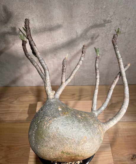 パキポディウム グラキリス　Pachypodium gracilius 　発根済　(商品番号gk-90)