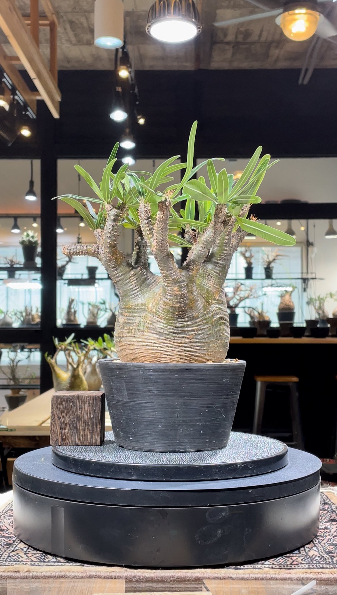 Pachypodium gracilius グラキリス 良型 【発根済み】 パキポディウム グラキリス Pachypodium gracilius 発根済 (gk-33