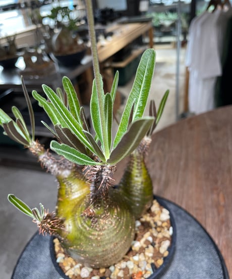 パキポディウム グラキリス　2頭　Pachypodium gracilius 　発根済　(gk-551)