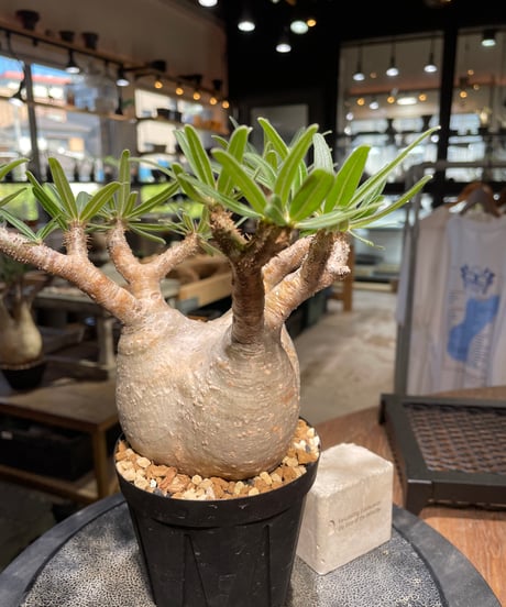 パキポディウム グラキリス　Pachypodium gracilius 　発根済　(gk-508）