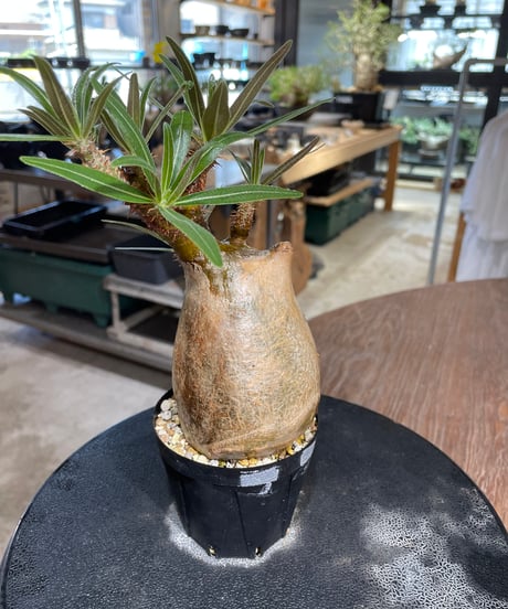 パキポディウム グラキリス　Pachypodium gracilius 　発根済　(gk-548)