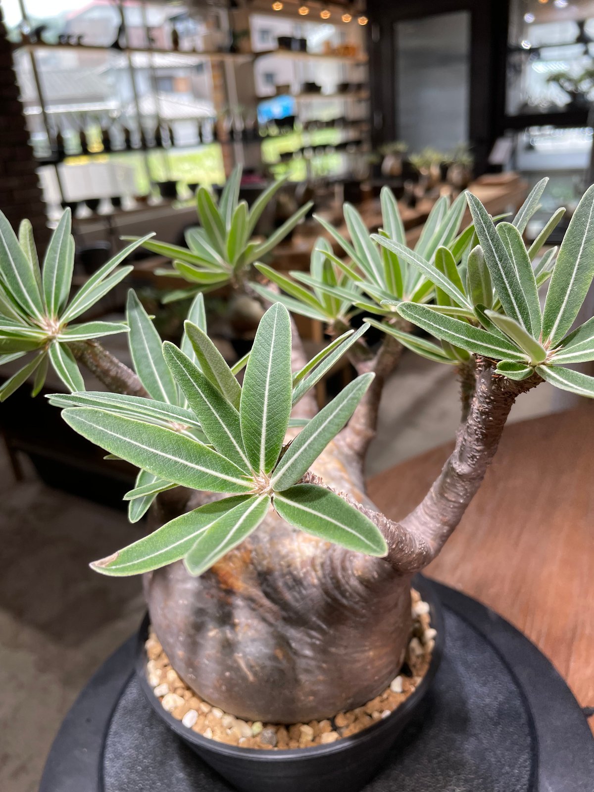 47.パキポディウム グラキリス【発根済】 パキポディウム グラキリス Pachypodium gracilius 発根済 (gk-47