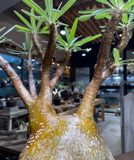 パキポディウム グラキリス　Pachypodium gracilius 　発根済　(gk-519）