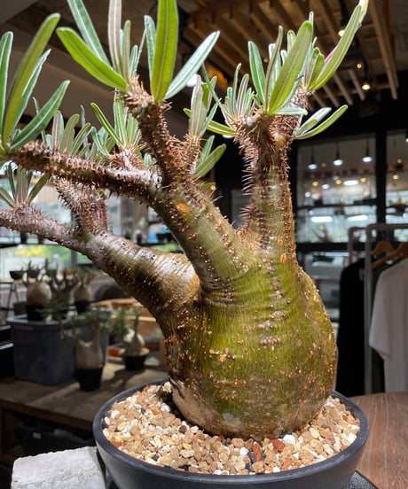 パキポディウム グラキリス　Pachypodium gracilius 　発根済　(gk-537)