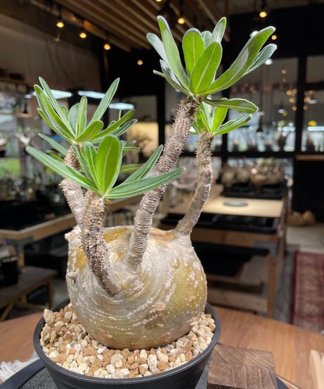 パキポディウム グラキリス　Pachypodium gracilius 　発根済　(gk-252)
