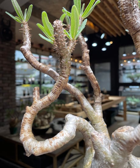 パキポディウム グラキリス　Pachypodium gracilius 　発根済　(gk-472)