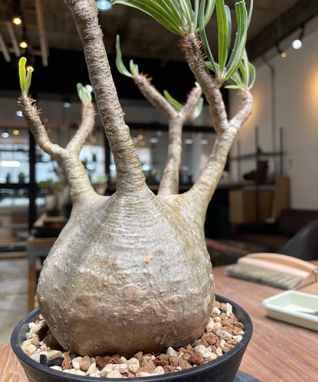 パキポディウム グラキリス　Pachypodium gracilius 　発根済　(gk-372)