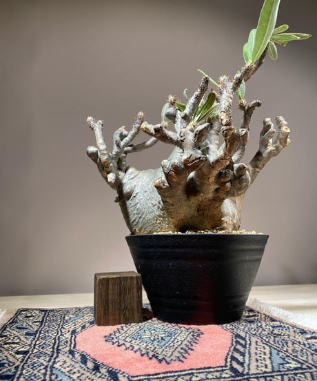 パキポディウム グラキリス　Pachypodium gracilius 　発根済　(商品番号gk-115)