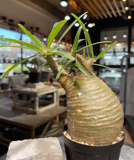 パキポディウム グラキリス　Pachypodium gracilius 　発根済　(gk-502）