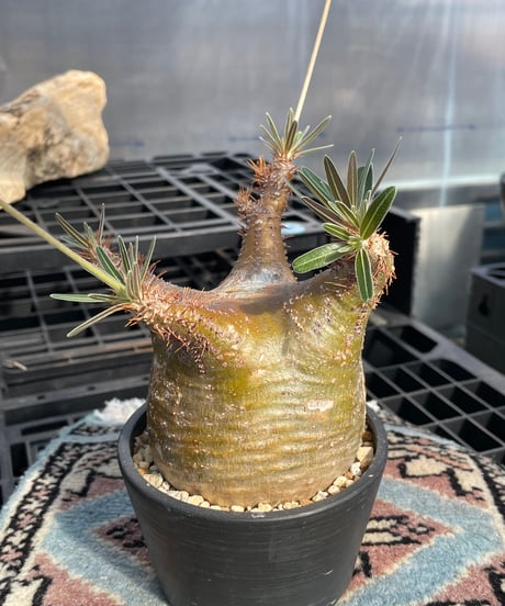 パキポディウム グラキリス　Pachypodium gracilius 　発根済　(gk-422)