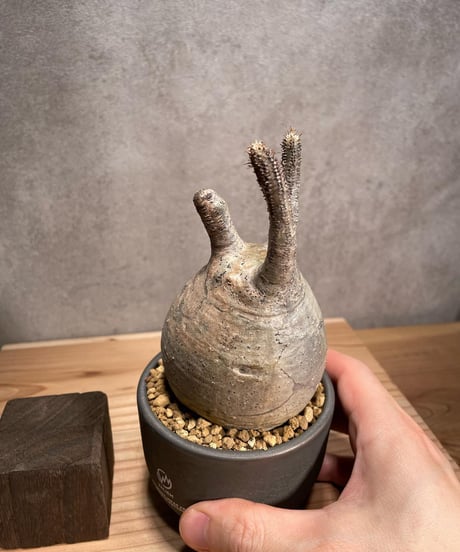 パキポディウム グラキリス　Pachypodium gracilius 　発根済　(商品番号gk-53valiem)  VALIEM 　BOWL　sizeS　(VALIEMタグ付き)