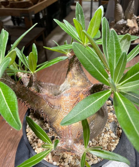 パキポディウム グラキリス　多頭　Pachypodium gracilius 　発根済　(gk-370-2)