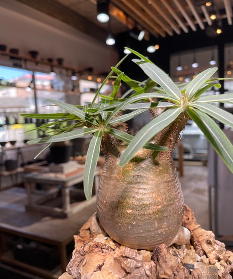 パキポディウム グラキリス　Pachypodium gracilius 　発根済　(gk-499）