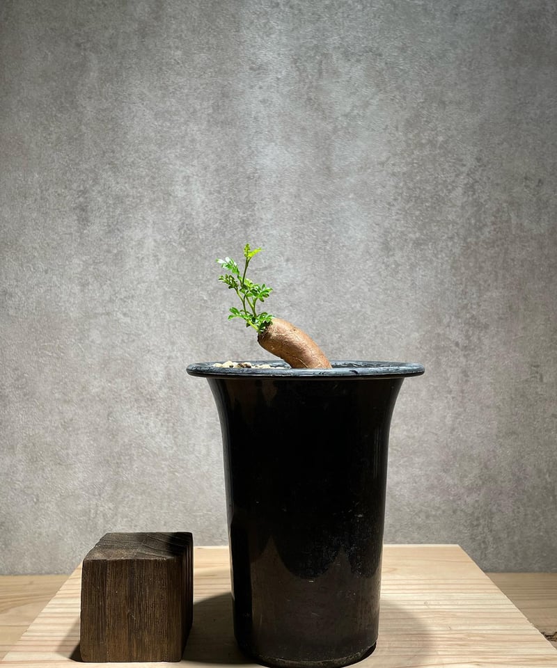 オペルクリカリア パキプス 根差し (商品番号PP-57) | RISE