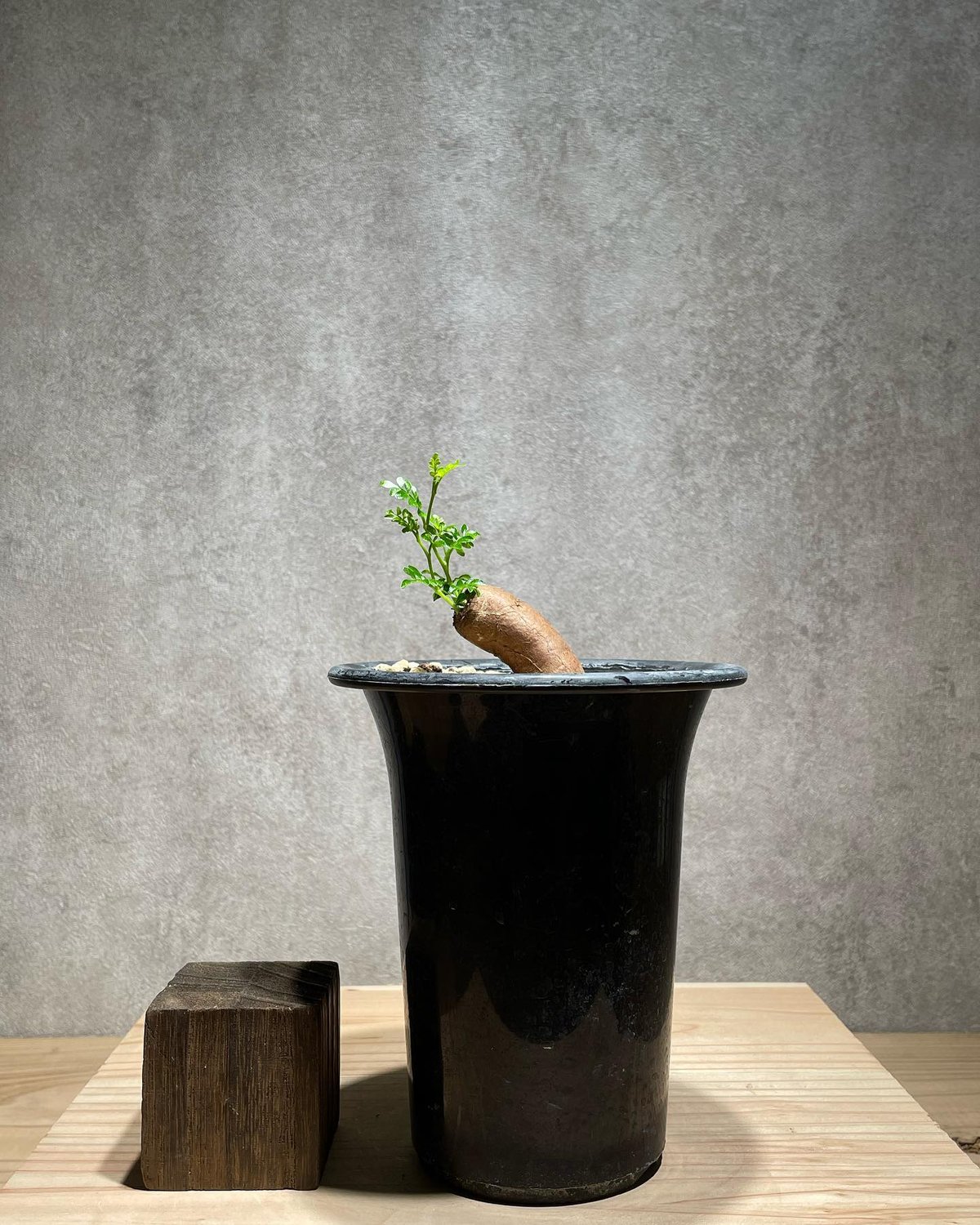 オペルクリカリア パキプス 根差し (商品番号PP-57) | RISE-CAUDEX ONL