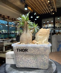 パキポディウム グラキリス 2頭 Pachypodium gracilius 発根済 (商品