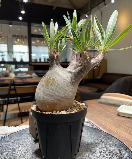パキポディウム グラキリス　Pachypodium gracilius 　発根済　(gk-398)