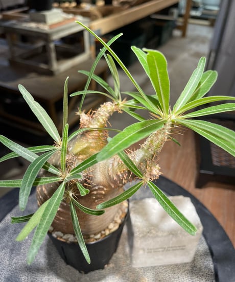 パキポディウム グラキリス　Pachypodium gracilius 　発根済　(gk-502）
