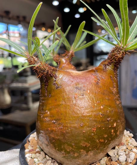 パキポディウム グラキリス　Pachypodium gracilius 　発根済　(gk-510）