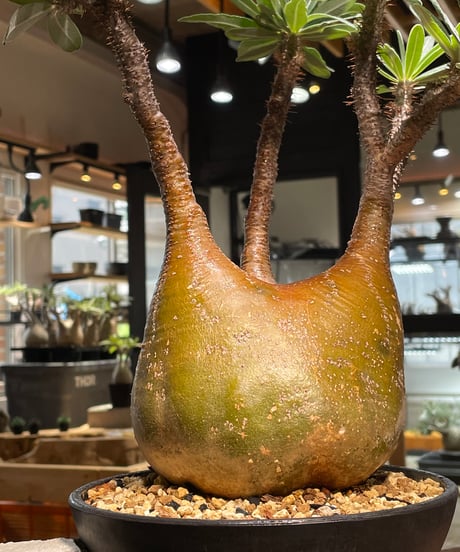 パキポディウム グラキリス　Pachypodium gracilius 　発根済　(gk-485)