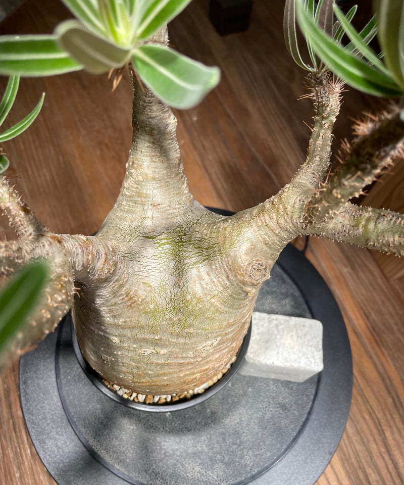 MOCMOC グラキリス パキポディウム グラキリス RFHK25011536 | RAFLUM / ラフラム