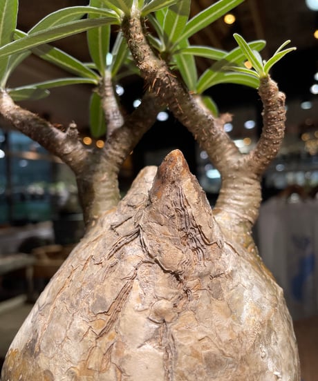 パキポディウム グラキリス　Pachypodium gracilius 　発根済　(gk-314)