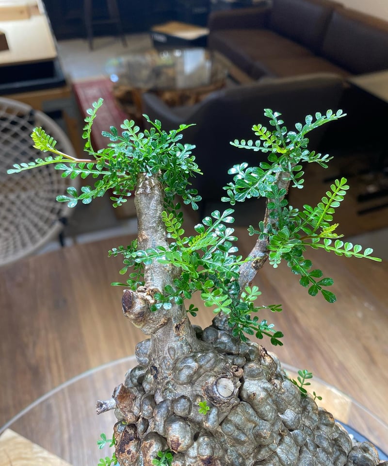 オペルクリカリア パキプス／Operculicarya pachypus 発根済 (商品番号P