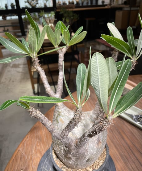 パキポディウム グラキリス　Pachypodium gracilius 　発根済　(gk-369)