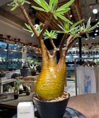 パキポディウム グラキリス 2頭 Pachypodium gracilius 発根済 (商品