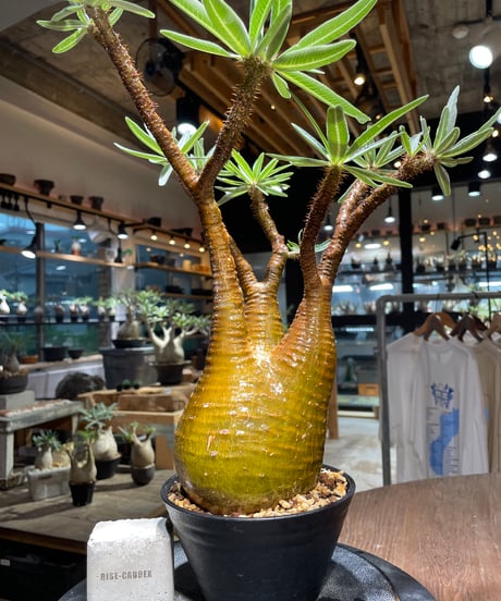 パキポディウム グラキリス　Pachypodium gracilius 　発根済　(gk-516）
