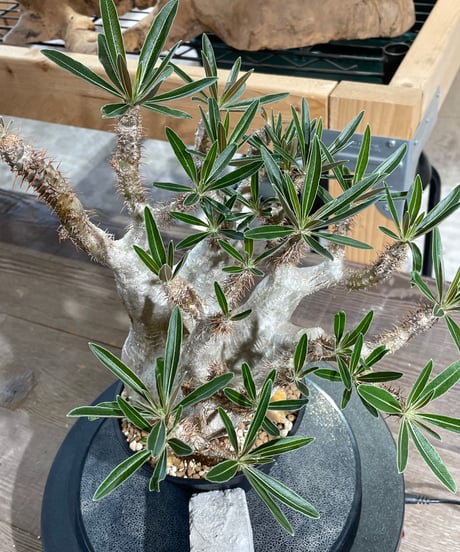 パキポディウム グラキリス　Pachypodium gracilius 　発根済　(gk-424）
