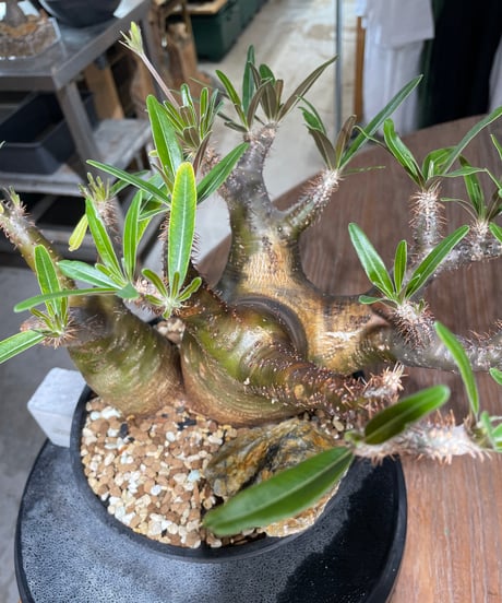 パキポディウム グラキリス　2頭　Pachypodium gracilius 　発根済　(gk-550)