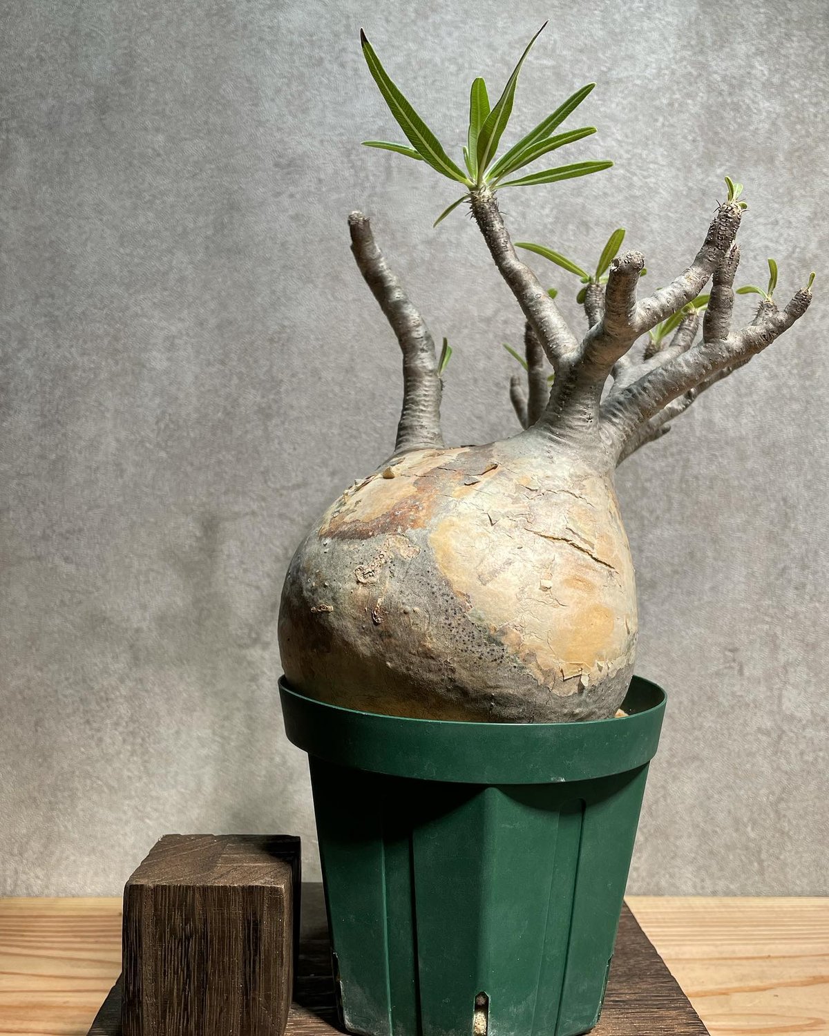 パキポディウム グラキリス Pachypodium gracilius 発根済(塊根