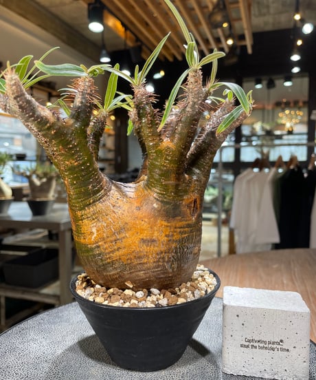 パキポディウム グラキリス　Pachypodium gracilius 　発根済　(gk-566)