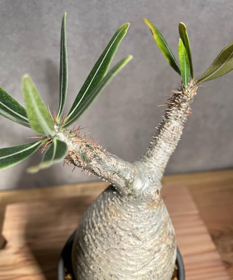 パキポディウム グラキリス　Pachypodium gracilius 　発根済　(商品番号gk-28valiem)  VALIEM 　BLOCK　sizeM　(VALIEM巾着、タグ付き)