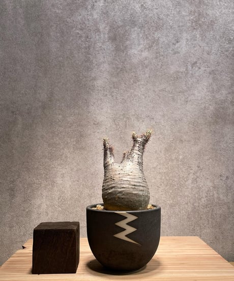 パキポディウム グラキリス　Pachypodium gracilius 　発根済　(商品番号gk-44valiem)  VALIEM 　BOWL　sizeS　(VALIEM巾着、タグ付き)