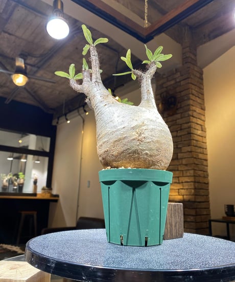 パキポディウム グラキリス　Pachypodium gracilius 　発根済　(商品番号gk-153)