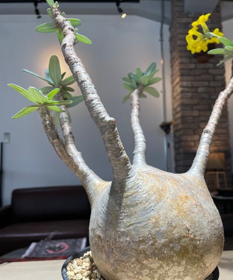 パキポディウム グラキリス　Pachypodium gracilius 　発根済　(gk-222)