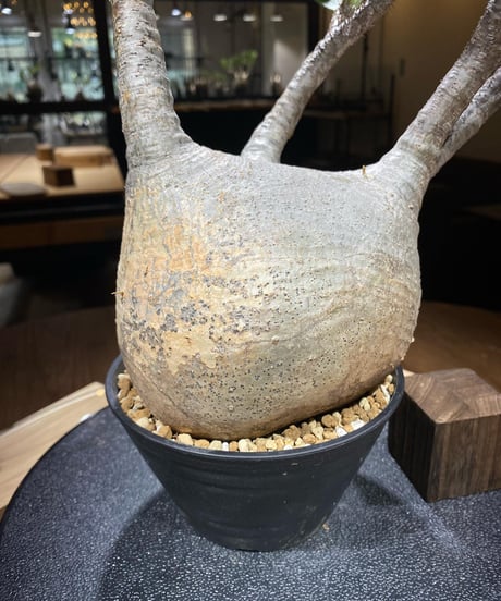 パキポディウム グラキリス　Pachypodium gracilius 　発根済　(商品番号gk-182)