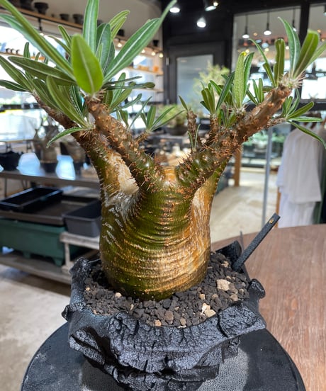 パキポディウム グラキリス　Pachypodium gracilius 　発根済　(gk-546)（鉢：RAVOR　M）