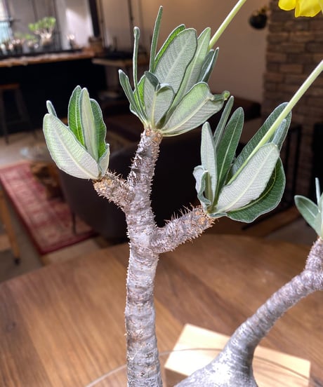 パキポディウム グラキリス　Pachypodium gracilius 　発根済　(商品番号gk-182)