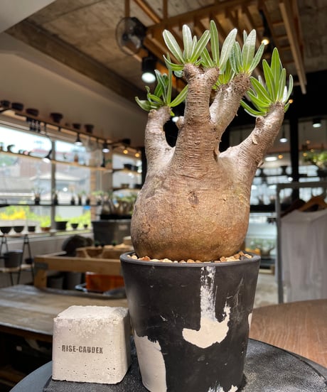 パキポディウム イノピナツム　Pachypodium inopinatum 　発根済　(pi-101)