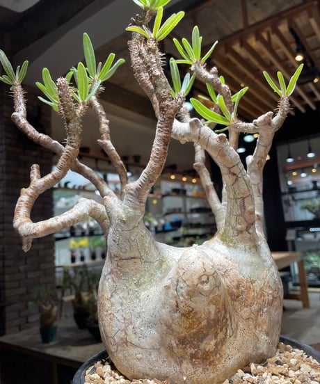 パキポディウム グラキリス　Pachypodium gracilius 　発根済　(gk-472)